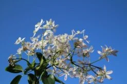 Bosrank, Groenblijvend (Clematis Armandii 'Apple Blossom') -OL Planten Winkel clematis armandii apple blossom 4