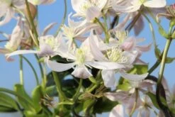 Bosrank, Groenblijvend (Clematis Armandii 'Apple Blossom') -OL Planten Winkel clematis armandii apple blossom 5