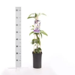 Bosrank, Groenblijvend (Clematis Armandii 'Apple Blossom') -OL Planten Winkel clematis armandii apple blossom