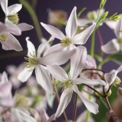 Bosrank, Groenblijvend (Clematis Armandii 'Apple Blossom') -OL Planten Winkel clematis armandii apple blossom 2
