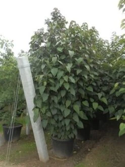 Pindakaasboom Als Struik (Clerodendrum Trichotomum) -OL Planten Winkel clerodendrum trich. purple blaze11