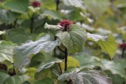 Pindakaasboom (Clerodendrum Bungei) -OL Planten Winkel clerodendrum bungei 1 1
