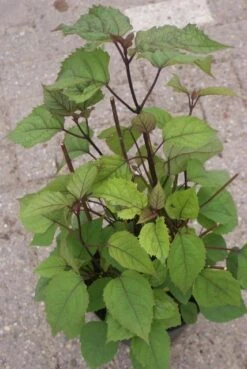 Pindakaasboom (Clerodendrum Bungei) -OL Planten Winkel clerodendrum bungei 2
