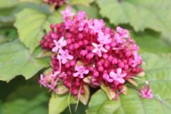 Pindakaasboom (Clerodendrum Bungei) -OL Planten Winkel clerodendrum bungei 2 1