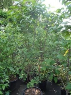 Pindakaasboom Als Struik (Clerodendrum Trichotomum) -OL Planten Winkel clerodendrum trichotomum 175 200 250