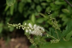 Schijnels (Clethra Alnifolia) -OL Planten Winkel clethra alnifolia 1