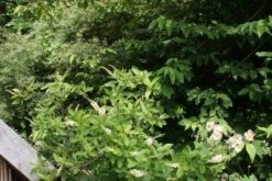 Schijnels (Clethra Alnifolia) -OL Planten Winkel clethra alnifolia 2