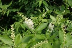 Schijnels (Clethra Alnifolia) -OL Planten Winkel clethra alnifolia 3