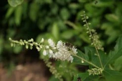 Schijnels (Clethra Alnifolia) -OL Planten Winkel clethra alnifolia 4