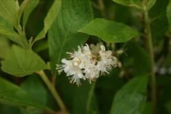 Schijnels (Clethra Alnifolia) -OL Planten Winkel clethra alnifolia 5