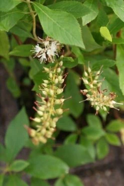 Schijnels (Clethra Alnifolia) -OL Planten Winkel clethra alnifolia 6