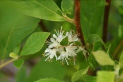 Schijnels (Clethra Alnifolia) -OL Planten Winkel clethra alnifolia 7
