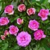 Klimroos (Rosa 'Parfum Royal') 1 Klimroos (Rosa 'Parfum Royal') -OL Planten Winkel clg parfum royal2