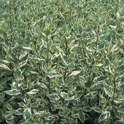 Bonte Kornoelje (Cornus Alba 'Elegantissima') -OL Planten Winkel coaelega 3