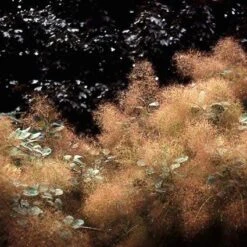 Pruikenboom (Cotinus Coggygria) 6 Pruikenboom (Cotinus Coggygria) -OL Planten Winkel cocoggyg 60 12