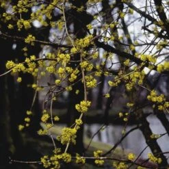 Gele Kornoelje (Cornus Mas) -OL Planten Winkel comas 10