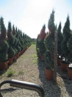 Conifeer Als Spiraal (Thuja Occidentalis 'Smaragd') -OL Planten Winkel conifeer spiraal 1