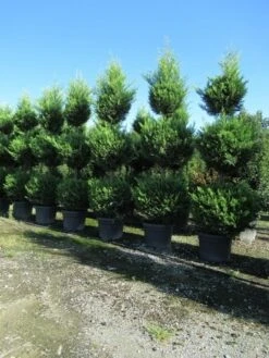 Cupressocyparis, Triobol (Cupressocyparis Leylandii 'Castlewellan Gold') -OL Planten Winkel conifeer triobol 1