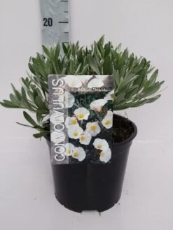 Zilverwinde (Convolvulus Cneorum ) -OL Planten Winkel convolvulus 10 6