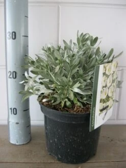 Zilverwinde (Convolvulus Cneorum ) -OL Planten Winkel convolvulus cneorom c3 26 6 2019