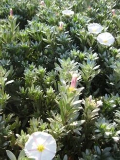 Zilverwinde (Convolvulus Cneorum ) -OL Planten Winkel convolvulus cneorum c3 okt 1