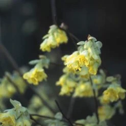 Schijnhazelaar (Corylopsis Pauciflora) -OL Planten Winkel copaucif 4