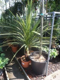 Cordyline (Cordyline Australis) -OL Planten Winkel cordyline australis 125 150 c20