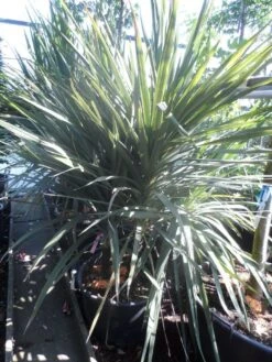 Cordyline (Cordyline Australis) -OL Planten Winkel cordyline australis 175 200 meerstammig