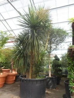 Cordyline (Cordyline Australis) -OL Planten Winkel cordyline australis 300 400 c750 meerstammig