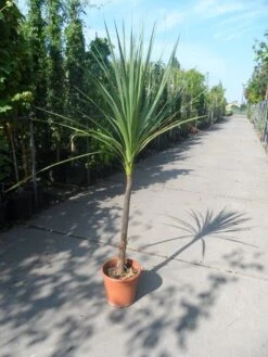 Cordyline (Cordyline Australis) -OL Planten Winkel cordyline australis c10