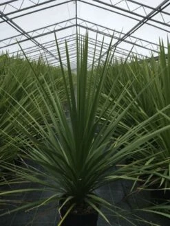 Cordyline (Cordyline Australis) -OL Planten Winkel cordyline australis c10 1