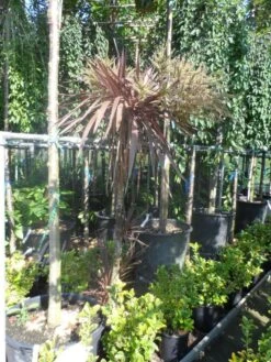 Cordyline (Cordyline Australis 'Atropurpurea') -OL Planten Winkel cordyline australis red star 150 175 c25