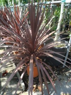 Cordyline (Cordyline Australis 'Atropurpurea') -OL Planten Winkel cordyline australis red star c10