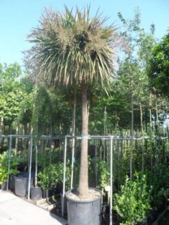 Cordyline (Cordyline Australis) -OL Planten Winkel cordyline australis solitair 250stam