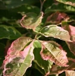 Kornoelje (Cornus Florida 'Cherokee Daybreak') -OL Planten Winkel cornus florida cherokee daybraek 1