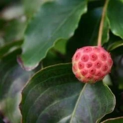 Kornoelje (Cornus Kousa 'China Girl') -OL Planten Winkel cornus kousa china girl 1