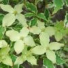 Bonte Kornoelje (Cornus Kousa 'Samaritan') -OL Planten Winkel cornus kousa samakatin
