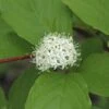 Kornoelje (Cornus Alba 'Sibirica') -OL Planten Winkel cornus alba sibirica 1