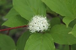 Reuzenkornoelje (Cornus Controversa) -OL Planten Winkel cornus alba sibirica 1 1