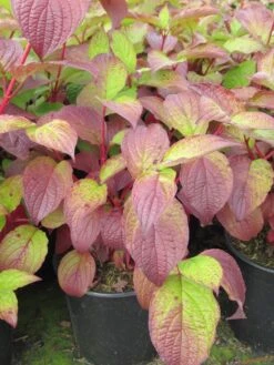 Kornoelje (Cornus Alba 'Sibirica') -OL Planten Winkel cornus alba sibirica 1 1
