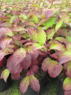 Kornoelje (Cornus Alba 'Sibirica') -OL Planten Winkel cornus alba sibirica 2