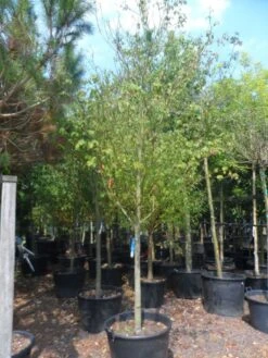 Kornoelje (Cornus Alternifolia) -OL Planten Winkel cornus alternifolia 18 20 c160