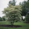 Kornoelje (Cornus Alternifolia 'Argentea') -OL Planten Winkel cornus alternifolia argentea 1