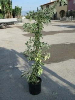 Kornoelje (Cornus Alternifolia 'Argentea') -OL Planten Winkel cornus alternifolia argentea