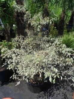 Kornoelje (Cornus Alternifolia 'Argentea') -OL Planten Winkel cornus alternifolia argentea 100 125 c25