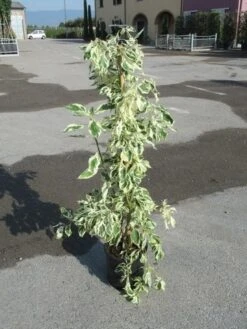 Kornoelje (Cornus Alternifolia 'Argentea') -OL Planten Winkel cornus alternifolia argentea 2 1