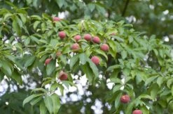 Groenblijvende Kornoelje (Cornus Elliptica) 7 Groenblijvende Kornoelje (Cornus Elliptica) -OL Planten Winkel cornus capitata