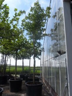 Reuzenkornoelje (Cornus Controversa) -OL Planten Winkel cornus controversa 20 25ho c350