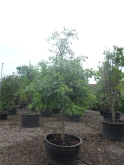 Reuzenkornoelje (Cornus Controversa) -OL Planten Winkel cornus controversa halfstam c500