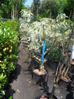 Reuzenkornoelje (Cornus Controversa 'Variegata') -OL Planten Winkel cornus controversa variegata 125 150 c20 1